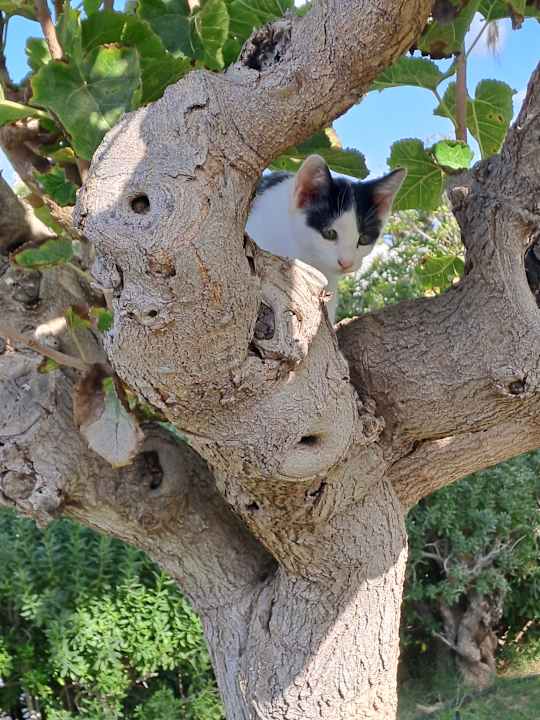 Gartenanlage Mitsis Cretan Village