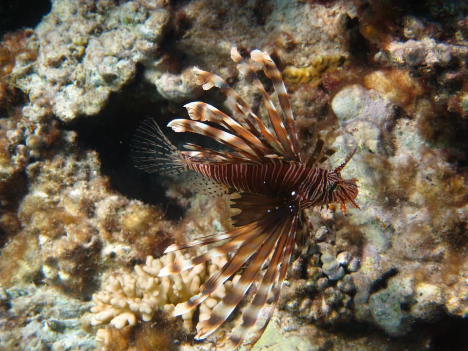 Schnorcheln im Grand Makadi Grand Makadi