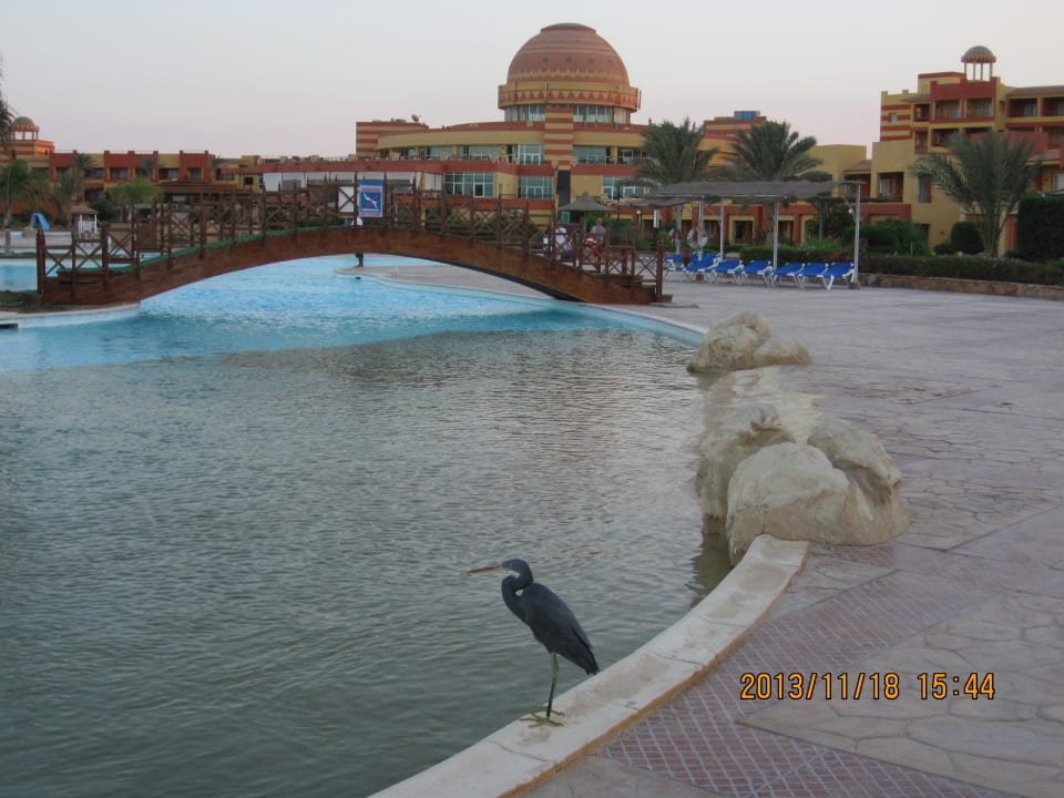 Basen Malikia Resort Abu Dabbab