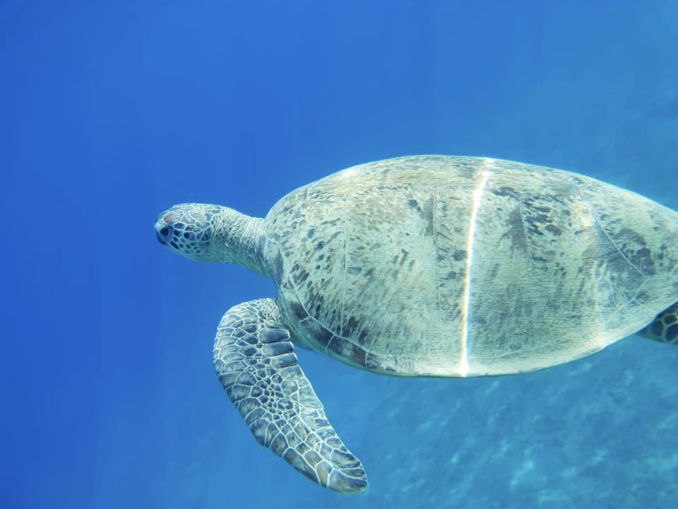 Strand Malikia Resort Abu Dabbab