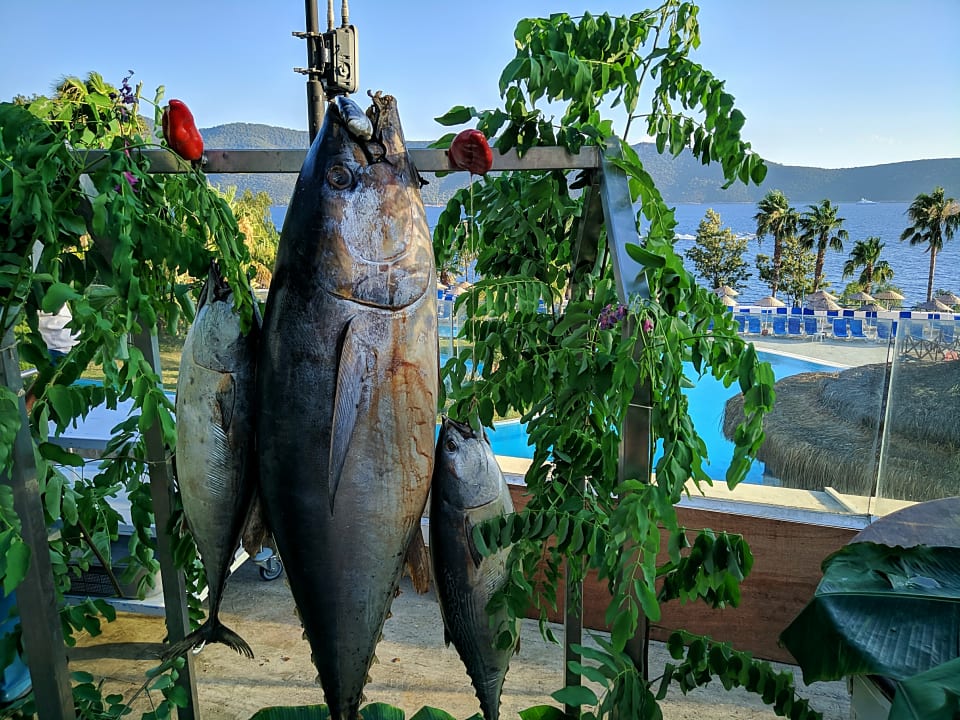 Gastro Bodrum Holiday Resort & Spa