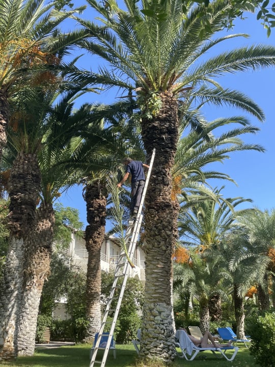 Gartenanlage Apollonia Beach Resort & Spa