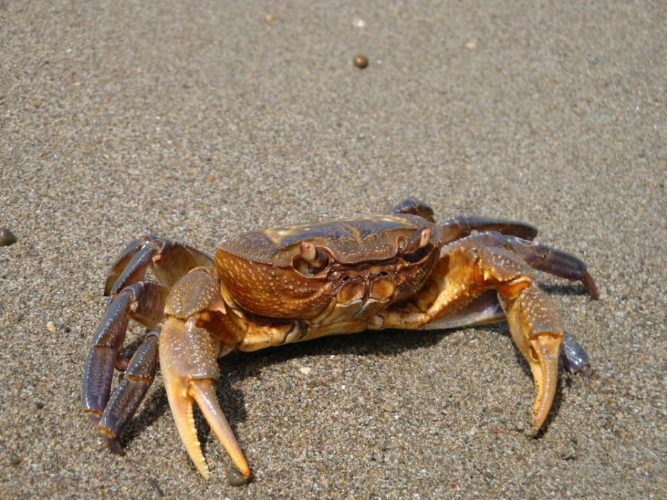 Plażowa atrakcja turystyczna Belek Beach Resort Hotel