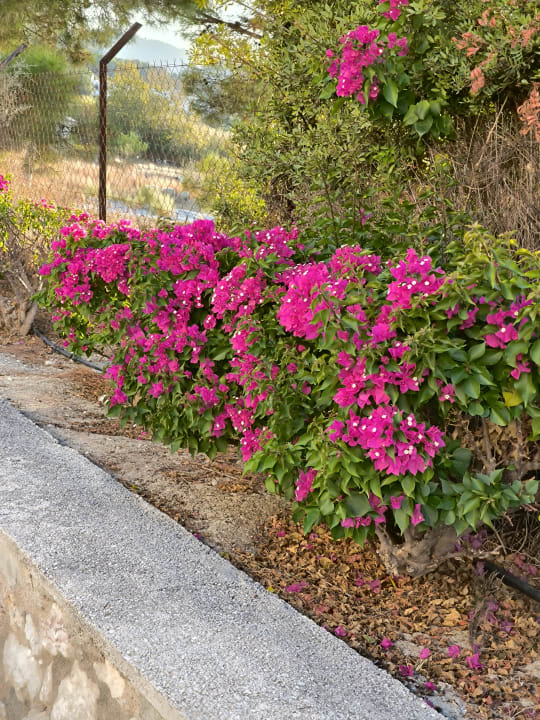 Gartenanlage Atlantica Mikri Poli Rhodes