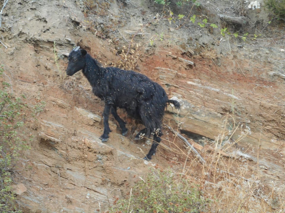 Zieglein direkt am Parkplatz Hotel Dionysos