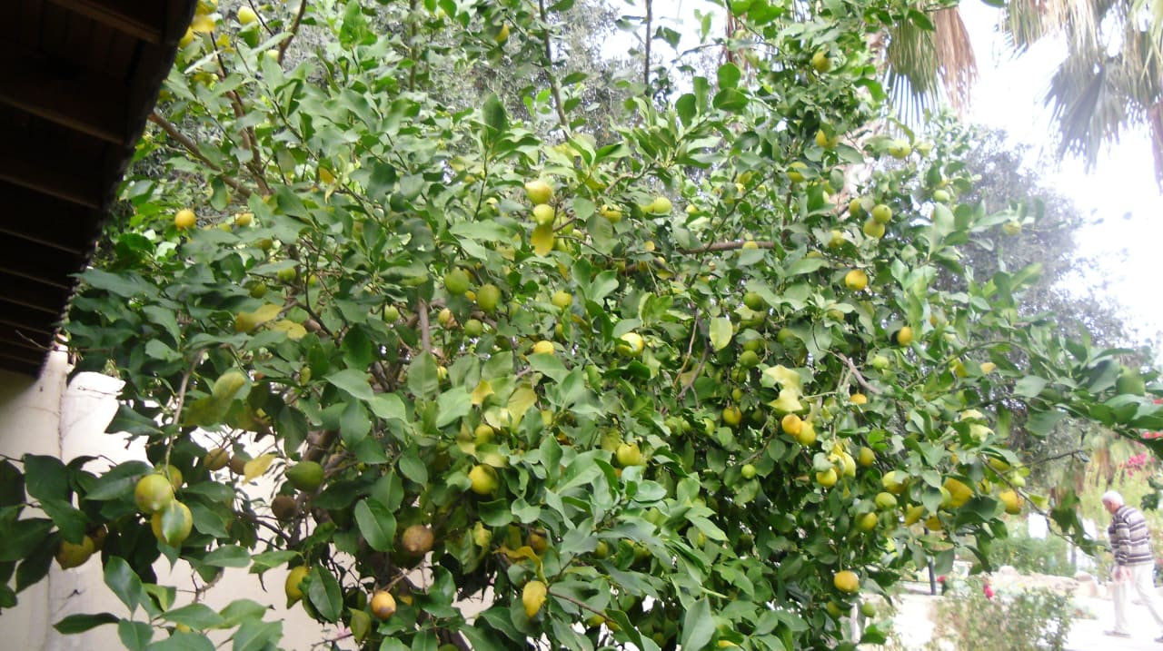 Natur Arum Barut Collection