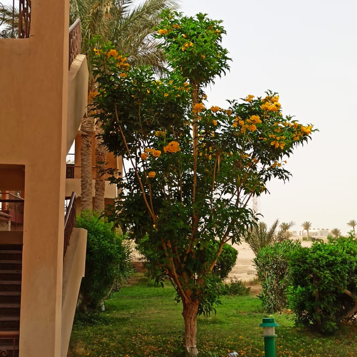 Gartenanlage Pensée Royal Garden Beach Resort
