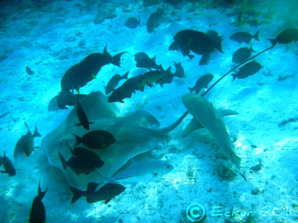 Schnorcheln bei Rochenfütterung Summer Island Maldives