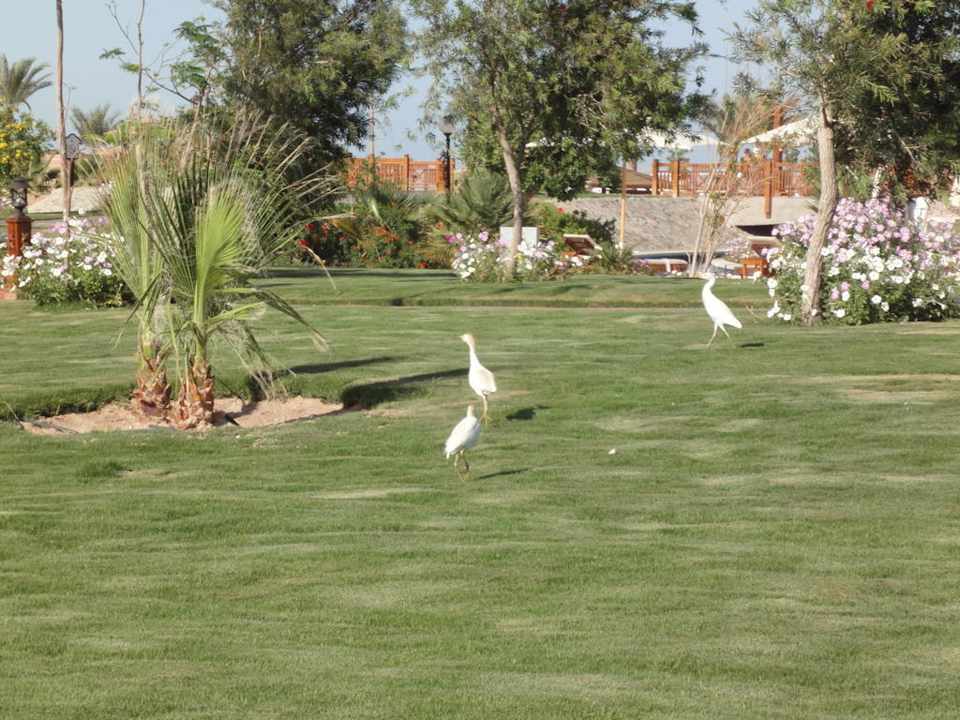 Garten/Poolbereich Steigenberger ALDAU Beach Hotel