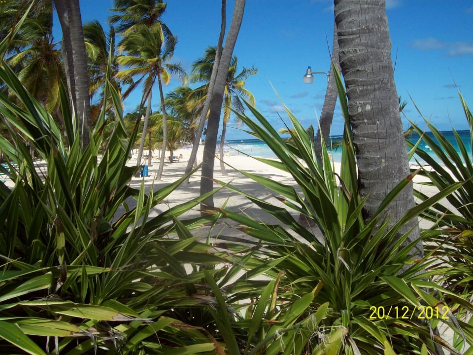 Strand nahe Punta Cana Princess Punta Cana Princess All Suites Resort & Spa
