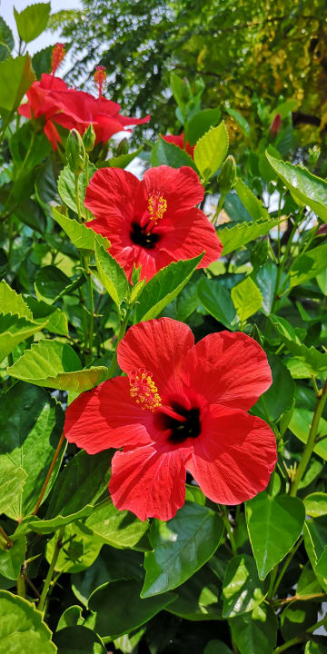 Gartenanlage Sherwood Exclusive Lara