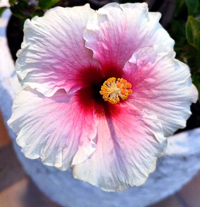 Gartenanlage Los Hibiscus app 408