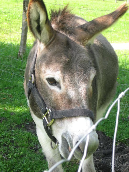 Seppl der Star Bauernhof Bognerlehen