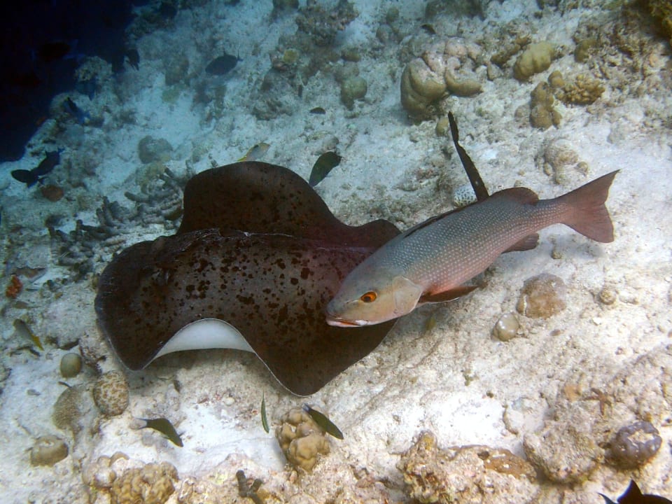 Sonstiges NH Collection Maldives Reethi Resort