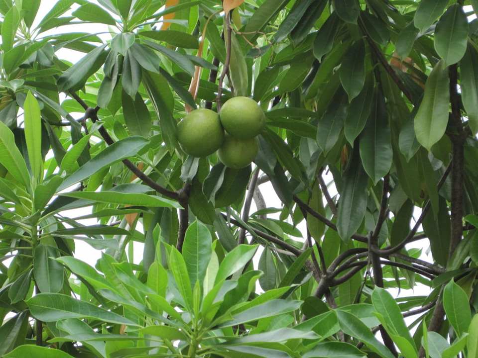 Noch nicht reif Hotel The Cottage