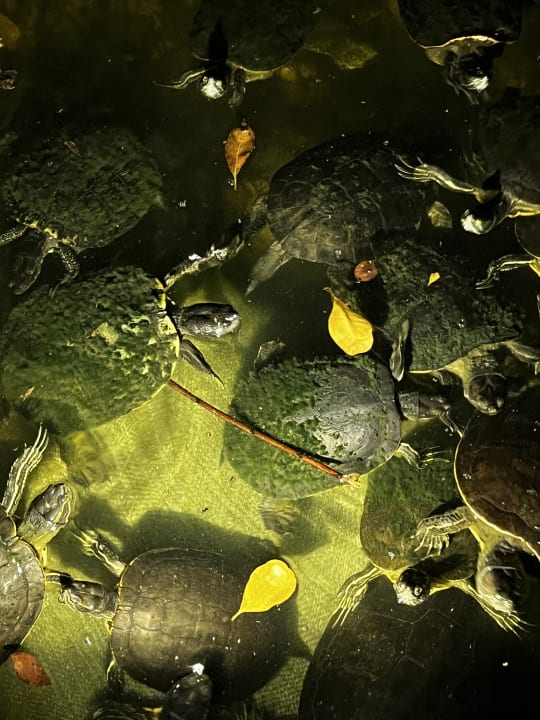 Gartenanlage Tropical Deluxe Princess