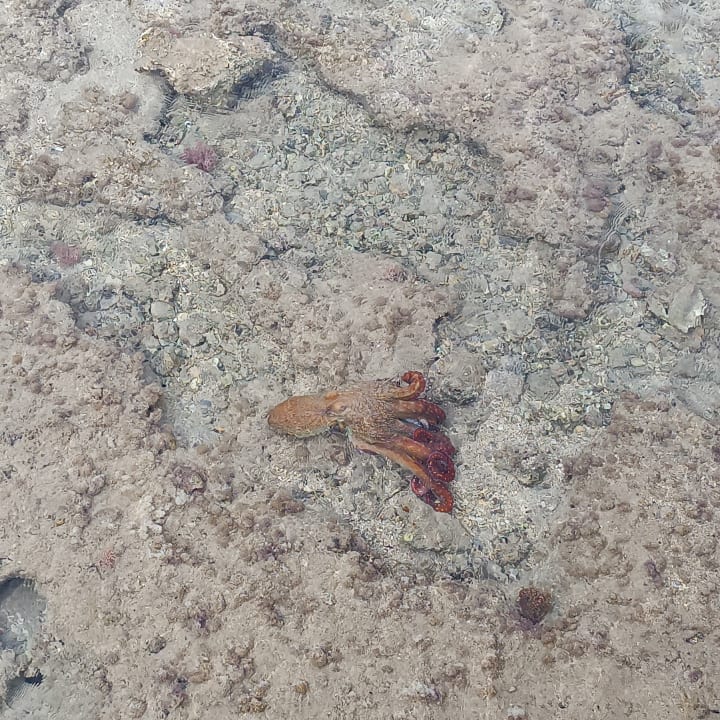 Strand Stella Beach Resort & Spa Makadi Bay