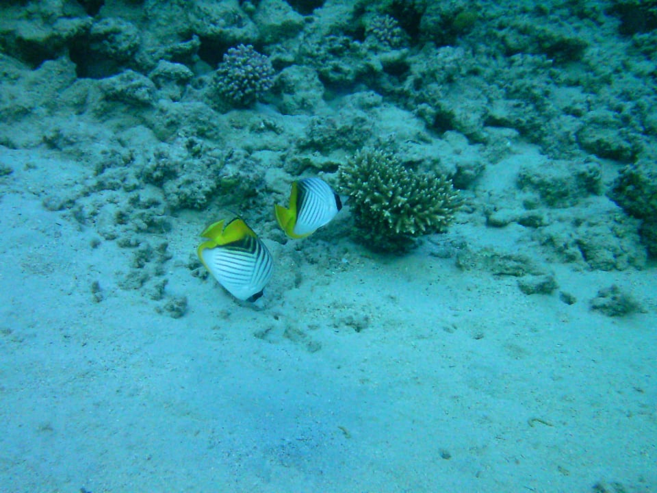 Unterwasserwelt Cleopatra Luxury Resort Makadi Bay