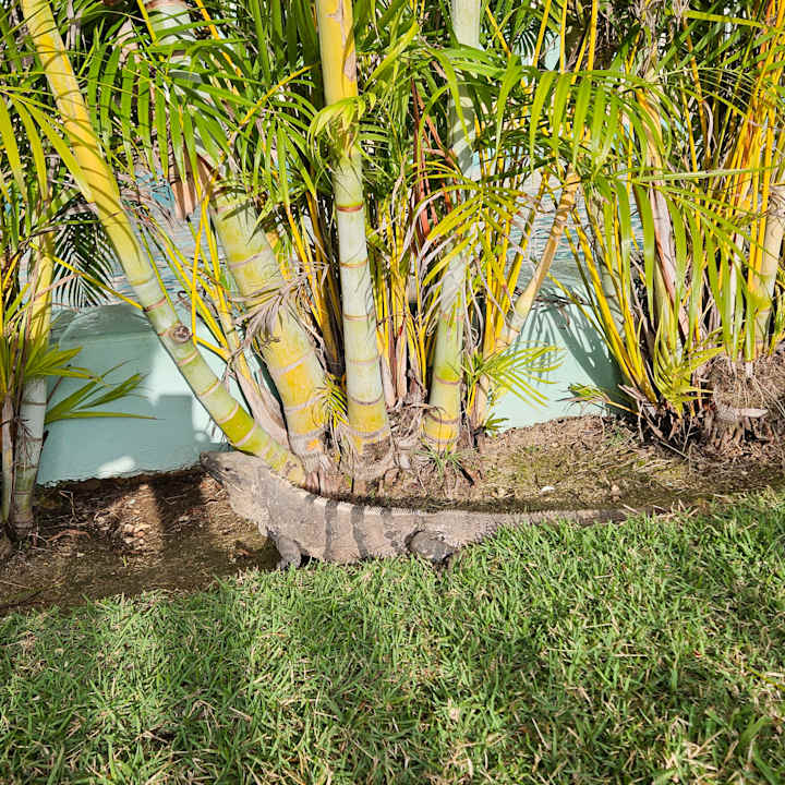 Gartenanlage Iberostar Selection Paraiso Maya Suites