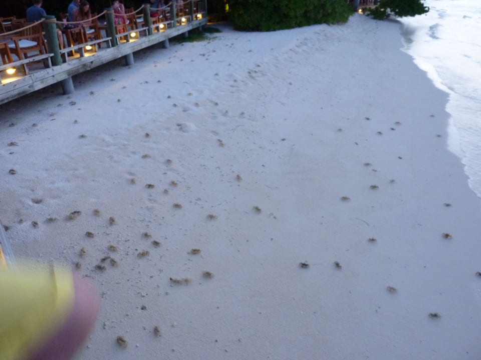 Bei der Rochenfütterung Kuramathi Maldives