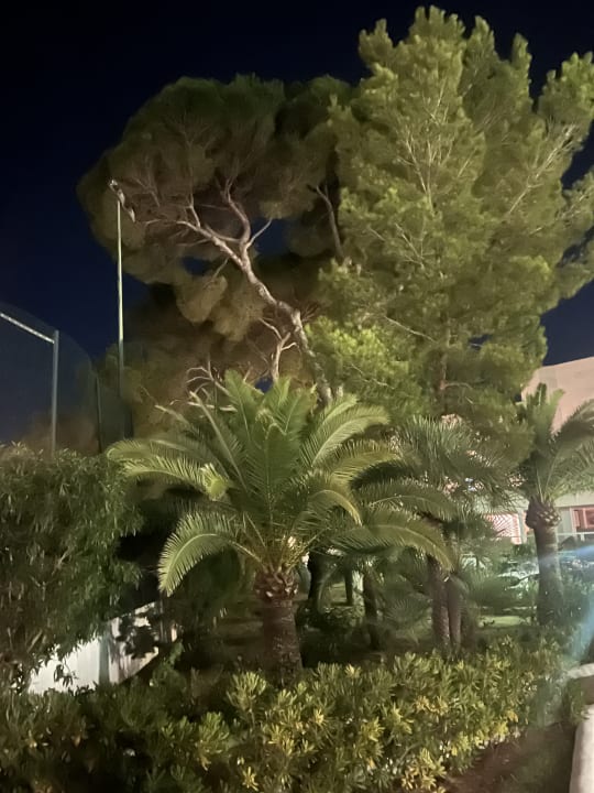 Gartenanlage Hotel Riu Palace La Mola