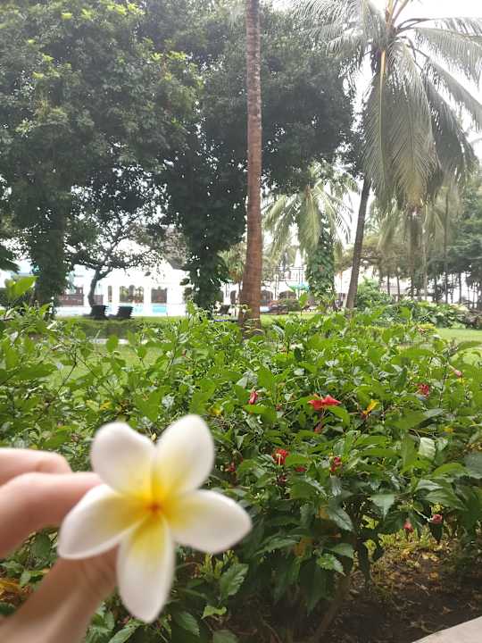 Gartenanlage Hotel Southern Palms Beach Resort