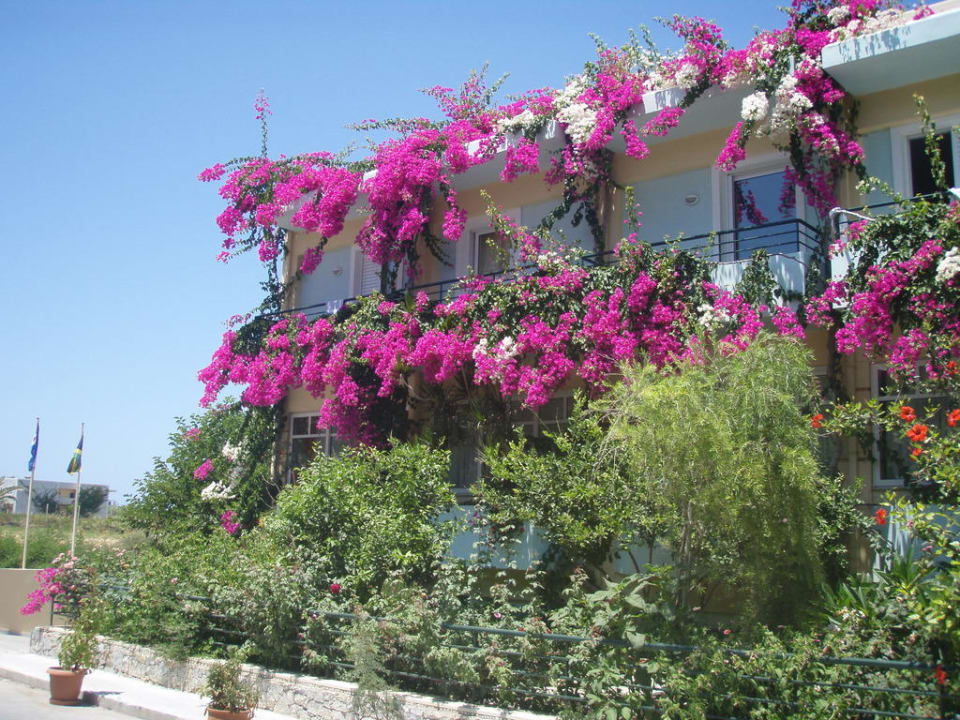 Hotel von der Strasse aus Hotel Dedalos Beach