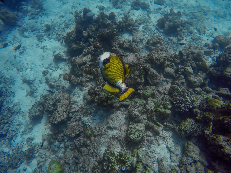 Drückerfisch  Kuredu Island Resort & Spa