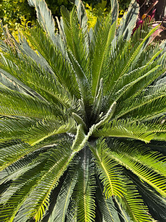 Gartenanlage JAZ Elite Amara