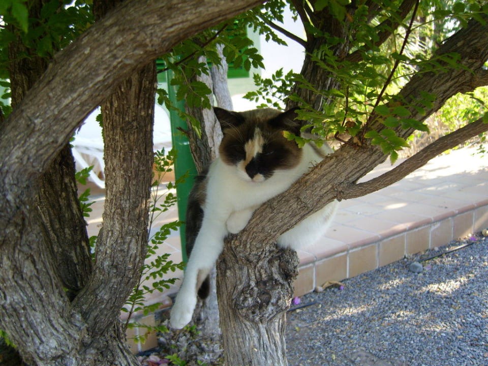 Mittagsruhe Bungalows Cordial Sandy Golf