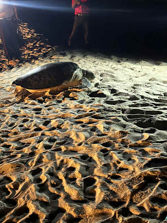 Strand Hotel Southern Palms Beach Resort