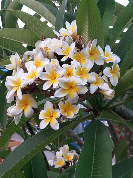 Garten Pickalbatros Palace Resort