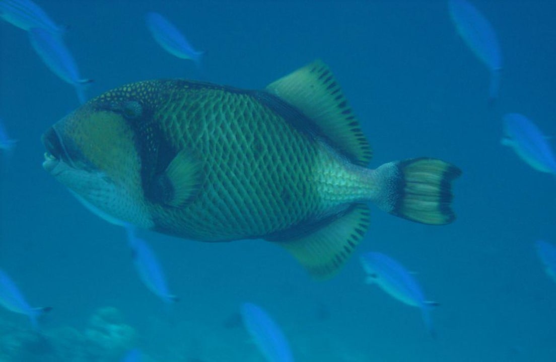 Riesendrücker Ellaidhoo Maldives by Cinnamon