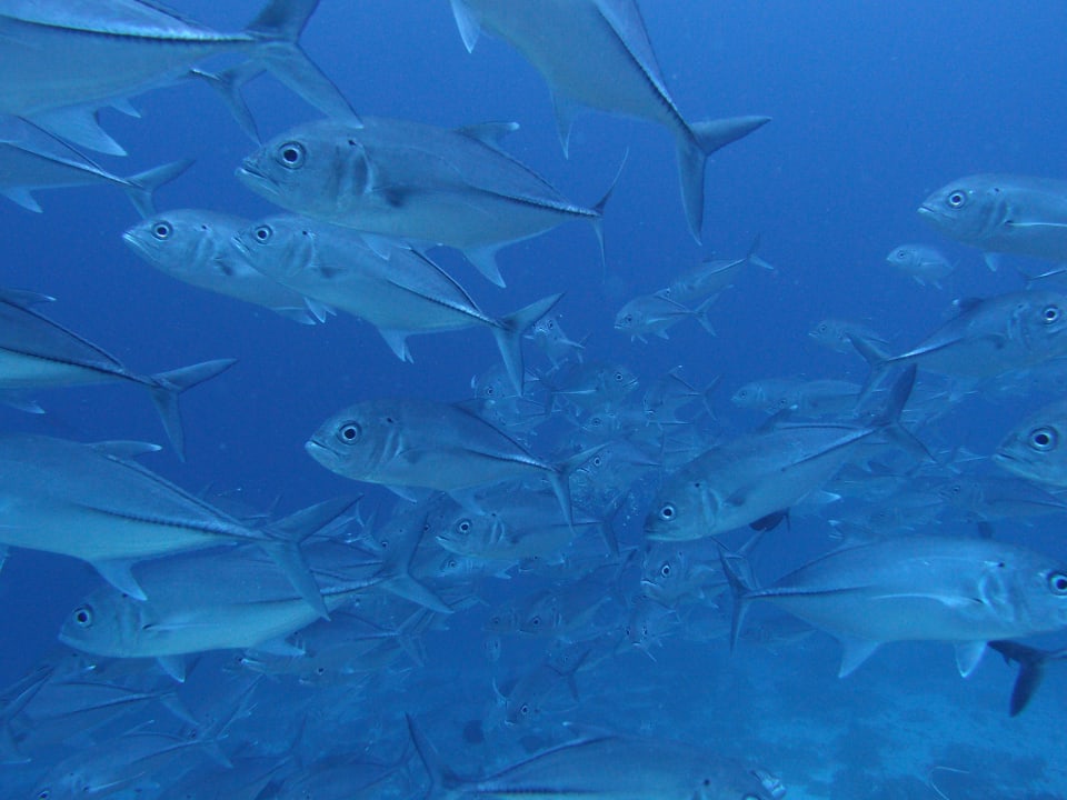 Fischschwarm Hotel Six Senses Laamu