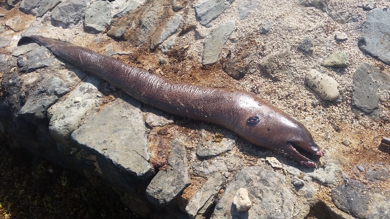 Sonstiges Royal Star Beach Resort