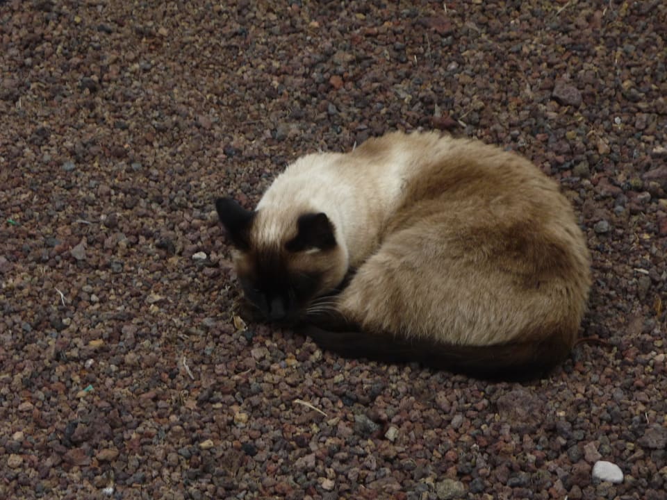 Katze allsun Hotel Esplendido