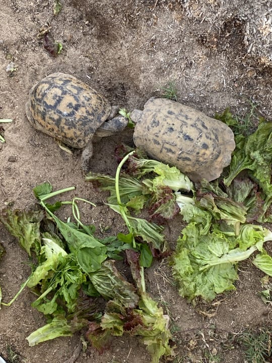 Sonstiges Steigenberger Coraya Beach - Adults only