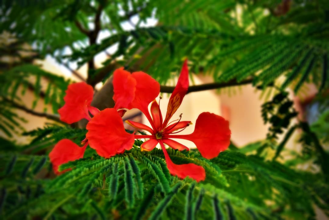 Gartenanlage Steigenberger Coraya Beach - Adults only