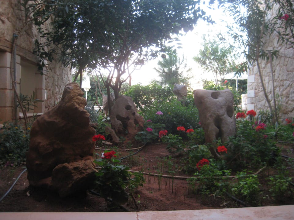 Weg zum Zimmer (mit Steinbeißer) Cactus Royal