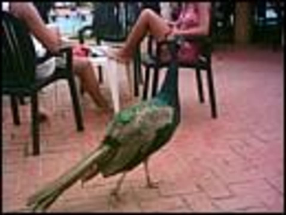 Pfau Vista Sol Punta Cana