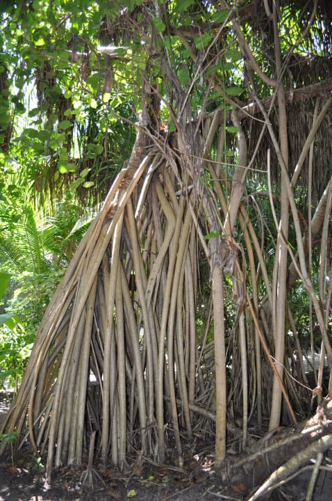 Mangrovenbäume Adaaran Select Meedhupparu Island Resort - Premium All Inclusive