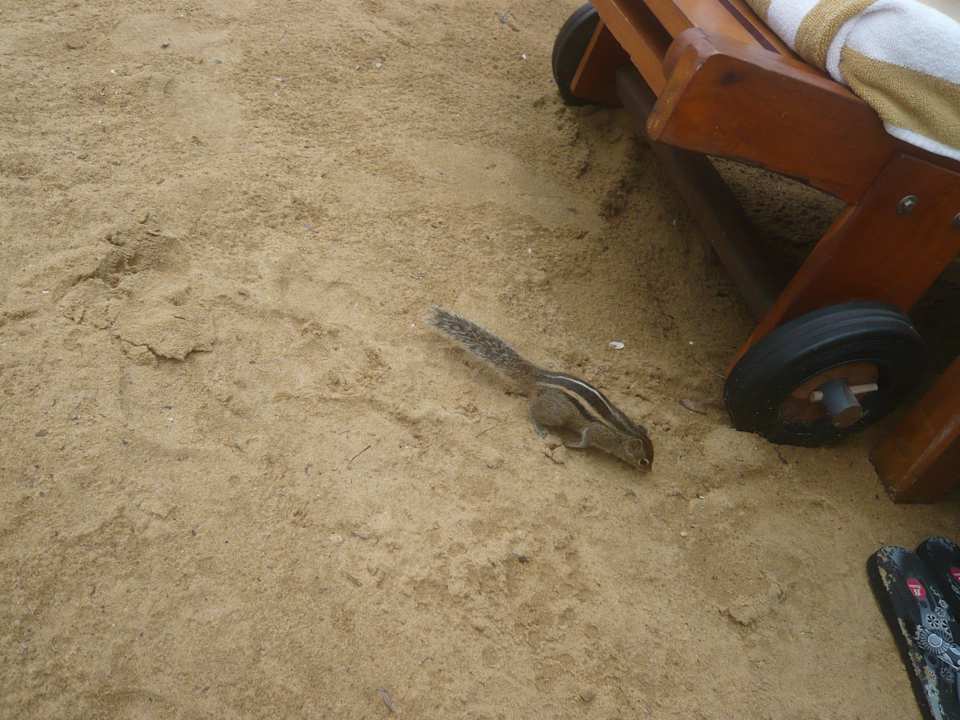 Tiere, laut und nervig - man tut dagegen Nichts! Hotel Jetwing Beach