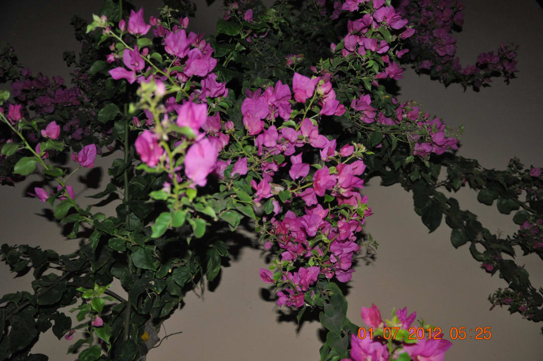 Blumen Steigenberger Coraya Beach - Adults only