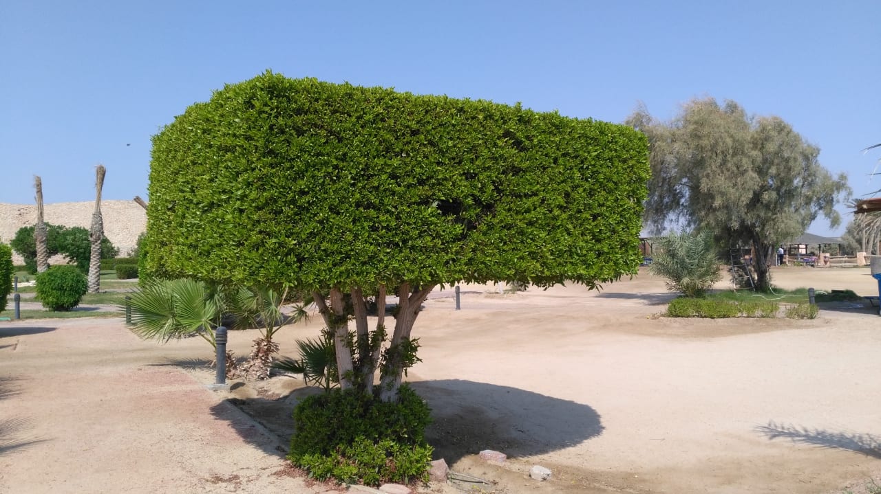 Gartenanlage Malikia Resort Abu Dabbab