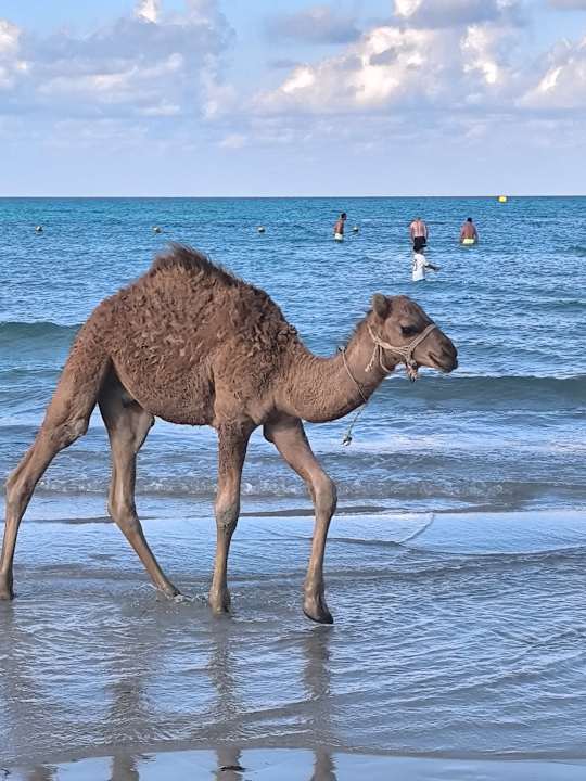 Strand Iberostar Waves Mehari Djerba