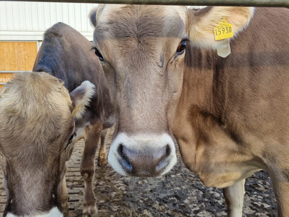 Sonstiges Ferienhof - Bauernhof Hefele
