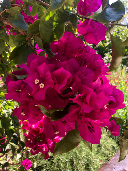 Gartenanlage allsun Hotel Eden Playa