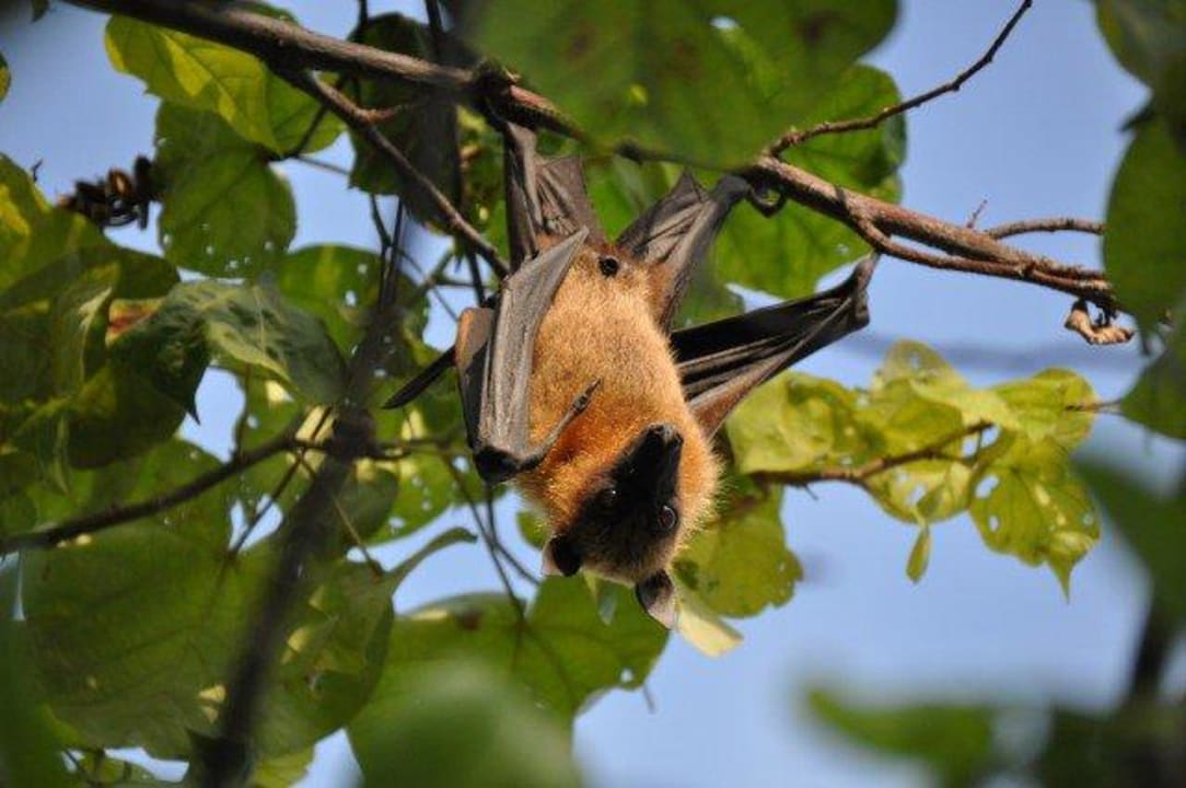 Flughund  Summer Island Maldives