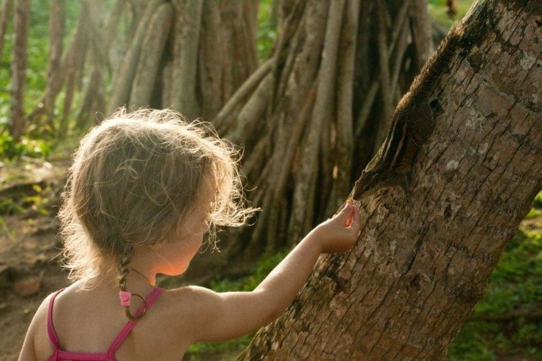 Handzahme Strandbesucher Hotel Koggala Beach