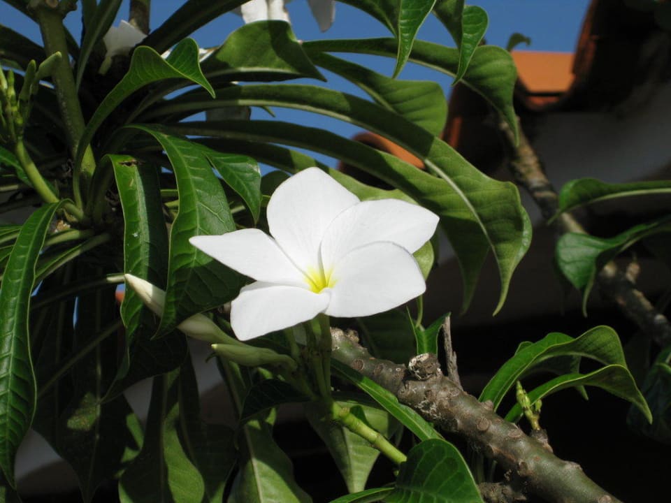 Hübsches Blümchen Hotel Flamenco Villas / Beach Club